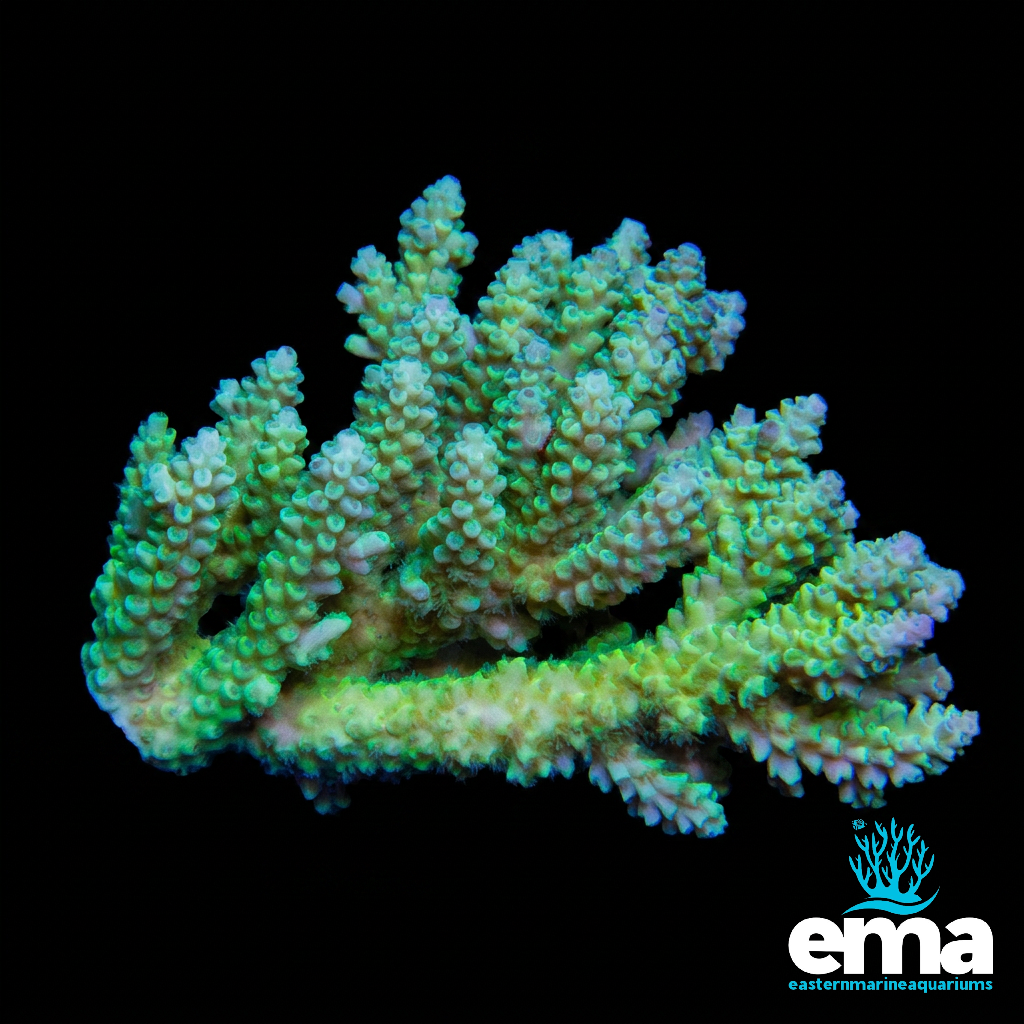 Green Australian Acropora