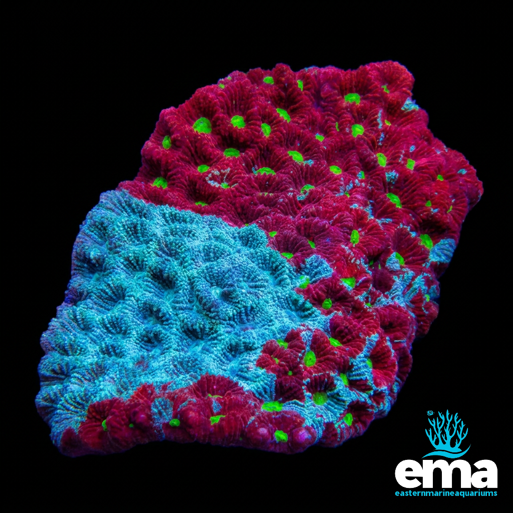 War Coral Favites Coral