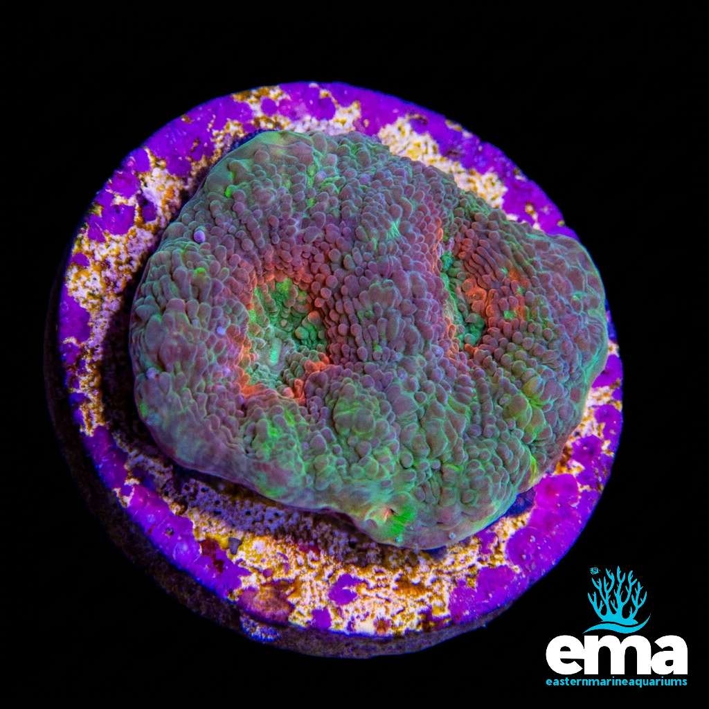 Acan Echinata Fragment