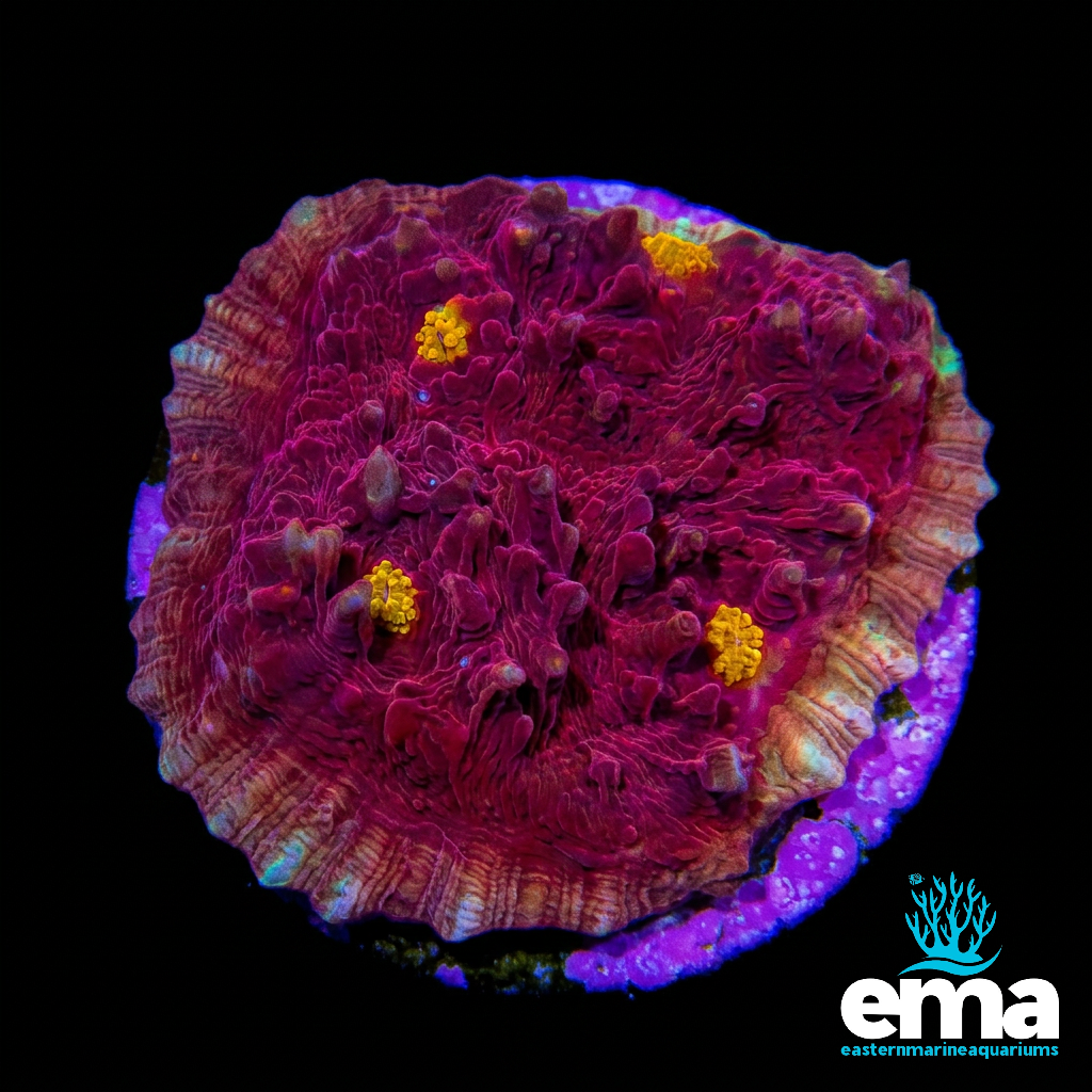 Yellow Eye Chalice Coral