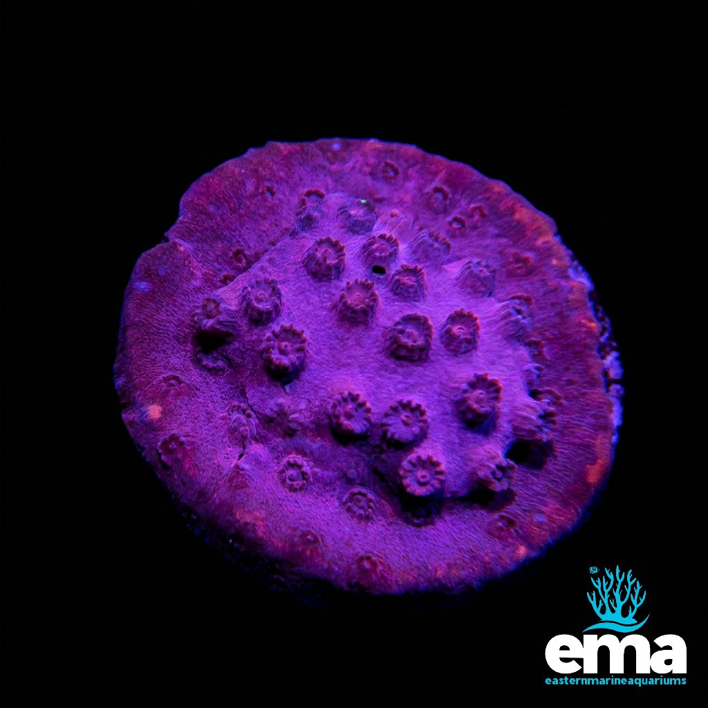 Purple Cyphastrea