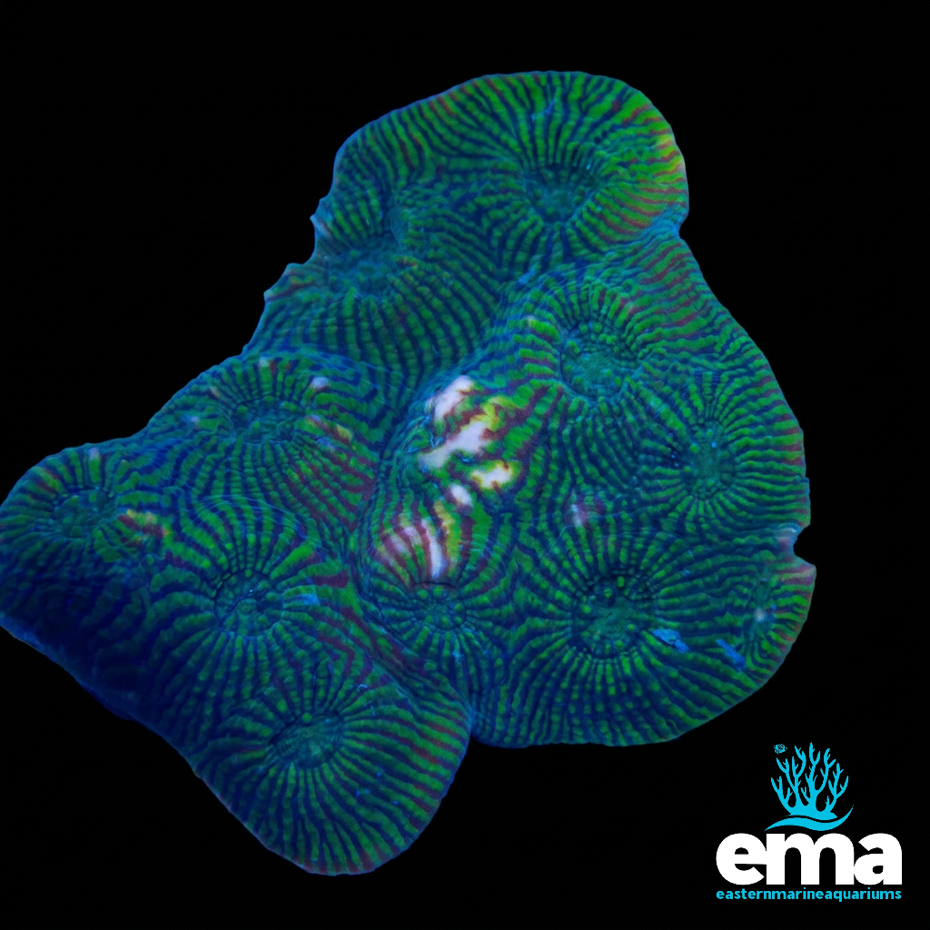 Green Convict Chalice Coral