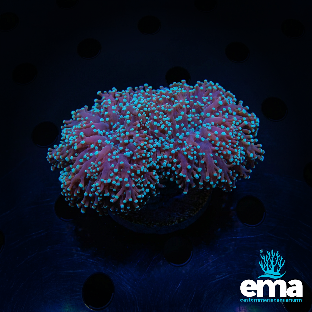 Frogspawn Coral