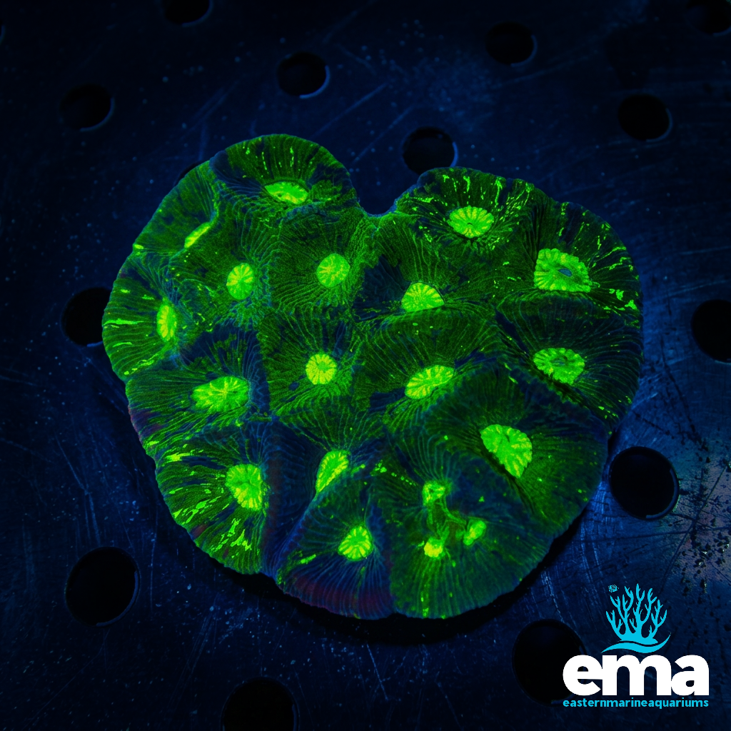 Toxic Green Goniastrea