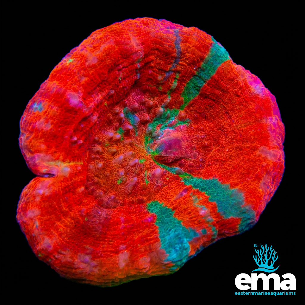 Reverse Bleeding Apple Scolymia Australis