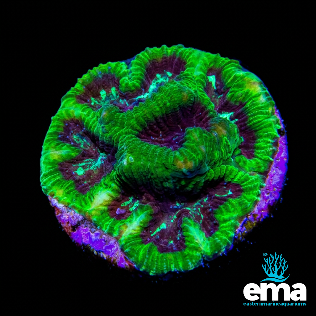 Purple & Toxic Green Goniastrea Coral