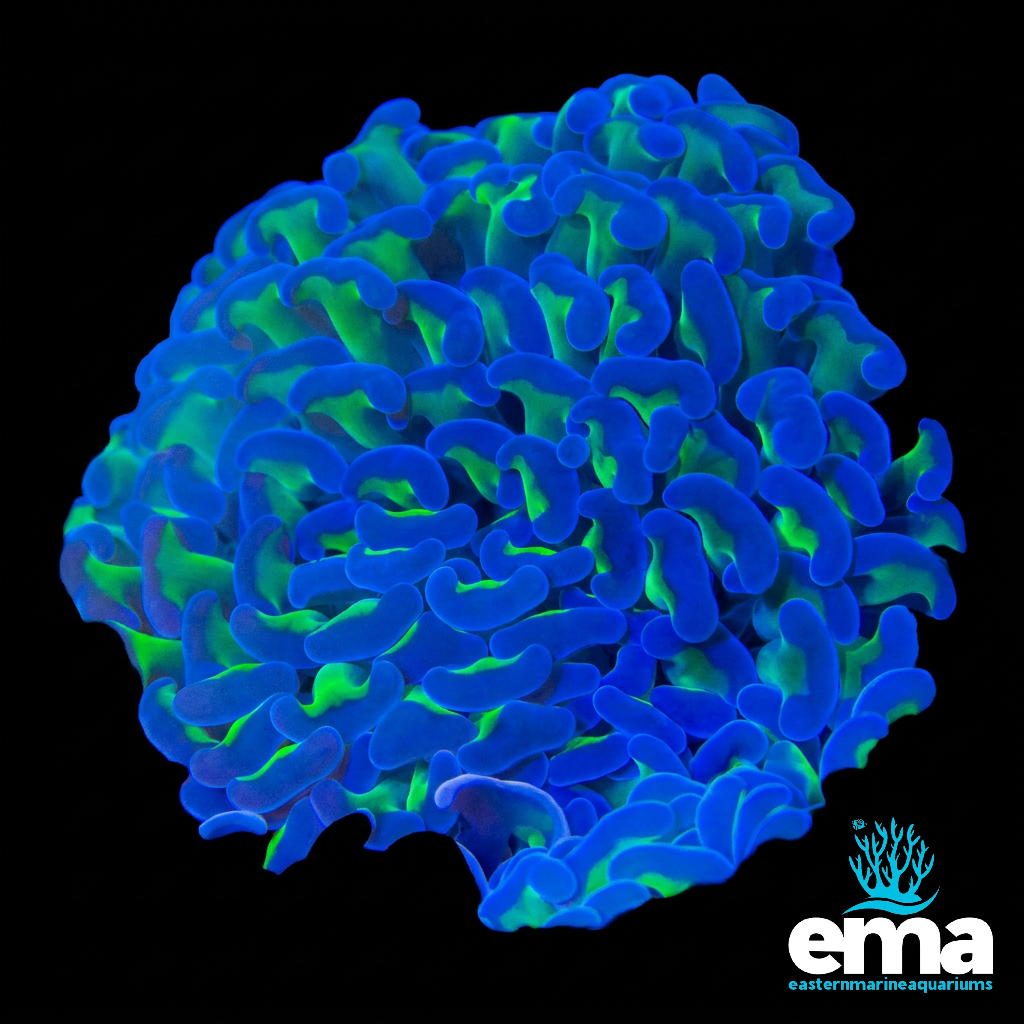 Reverse Hammer Coral