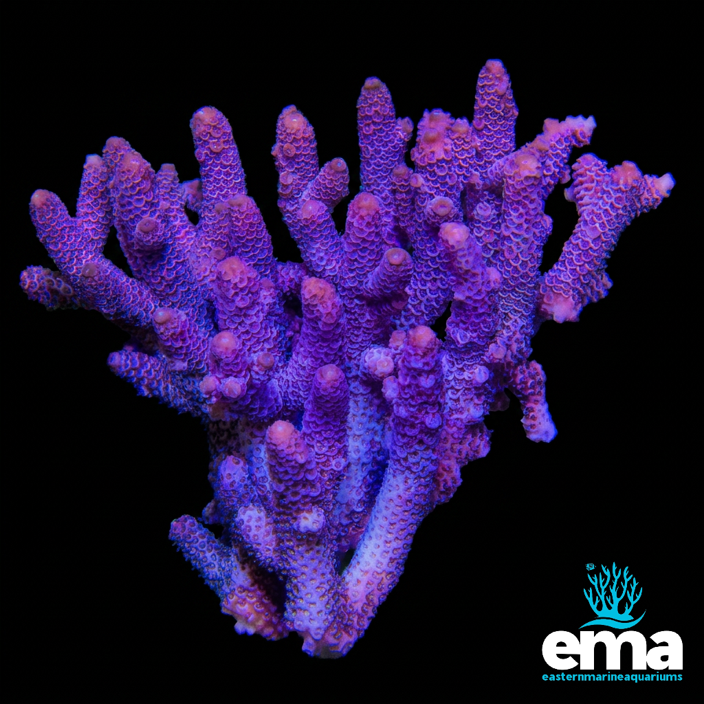 Purple Millepora