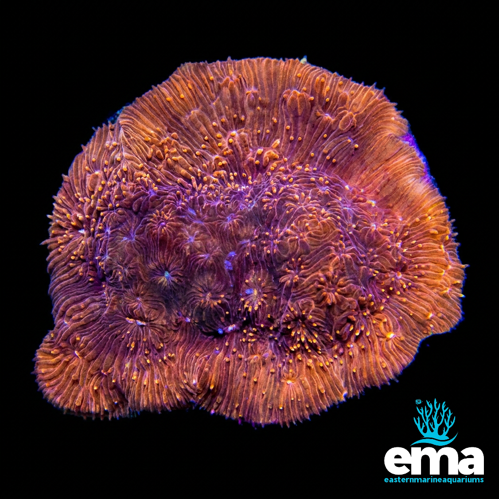 Orange Pavona Coral Fragment