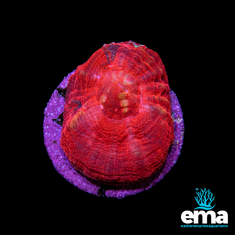 Red Inferno Australian Scolymia Fragment | EasternMarine Aquariums