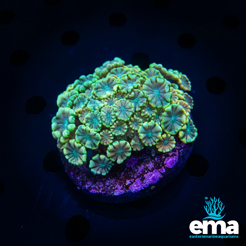 Yellow & Teal Alveopora