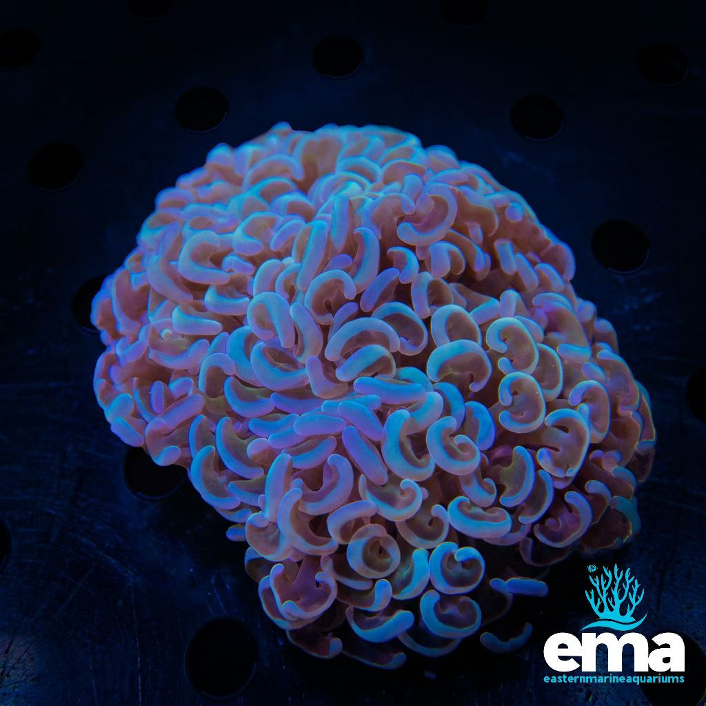 Dragon Scales Hammer Coral