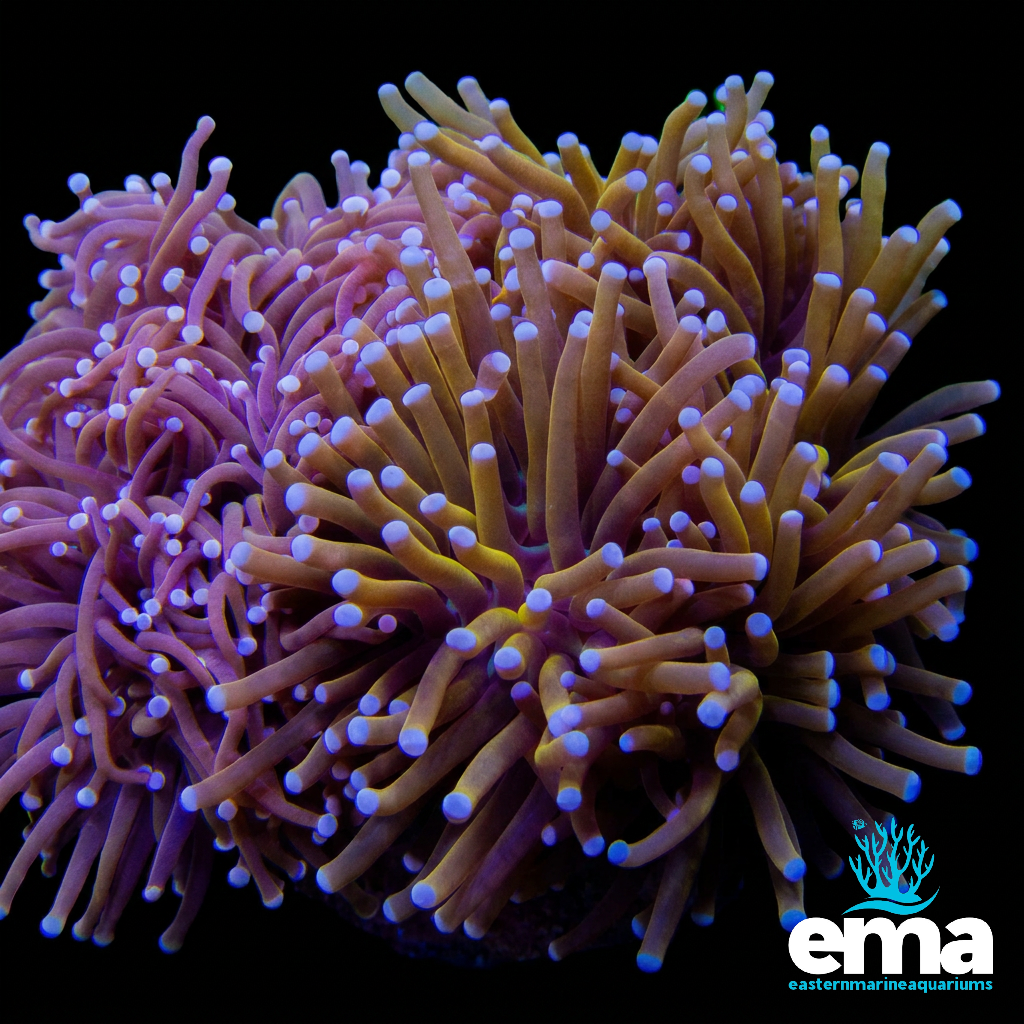 24k Indo Gold Torch Coral