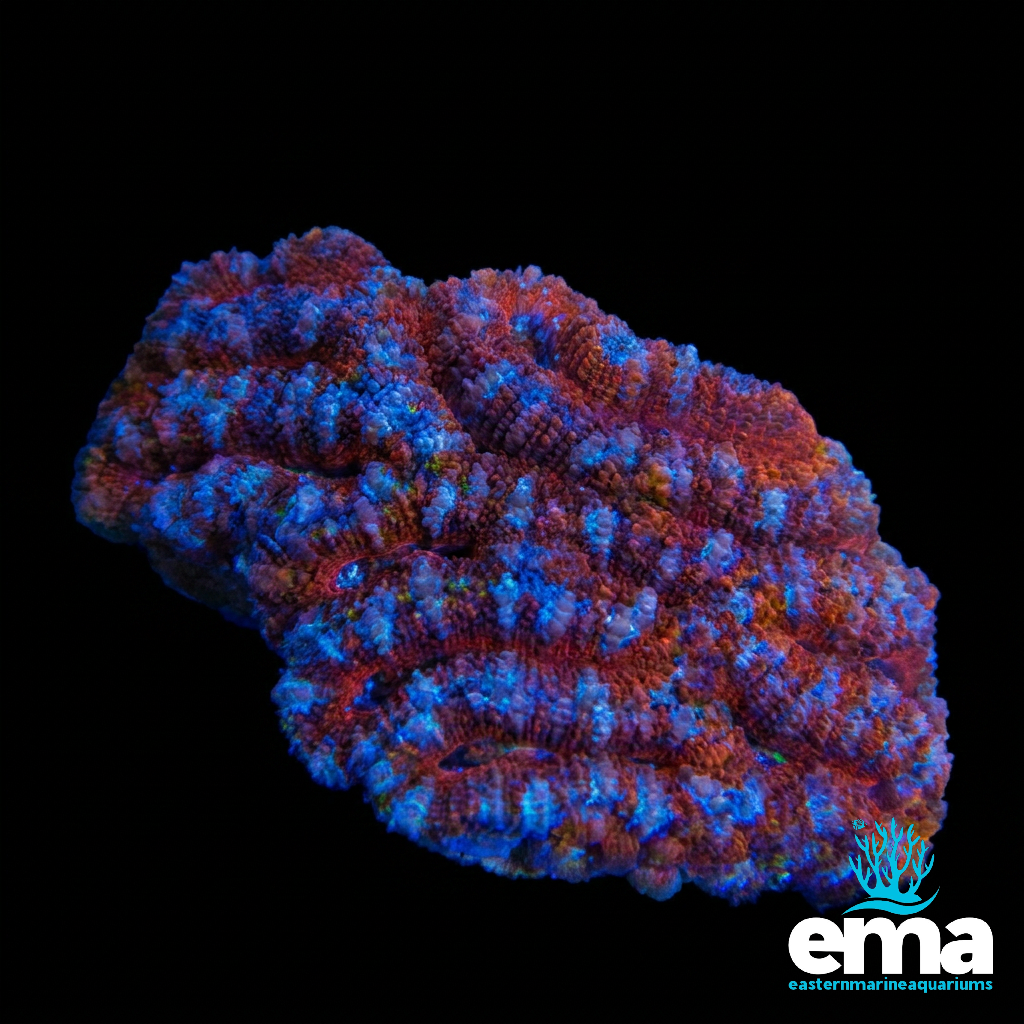 Red Rainbow Acan Lord Colony