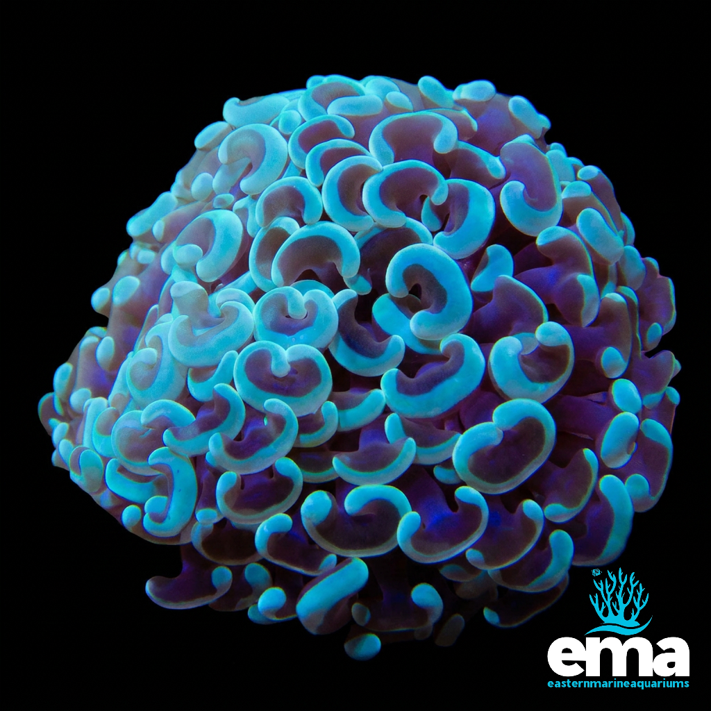 Mint Green Hammer Coral