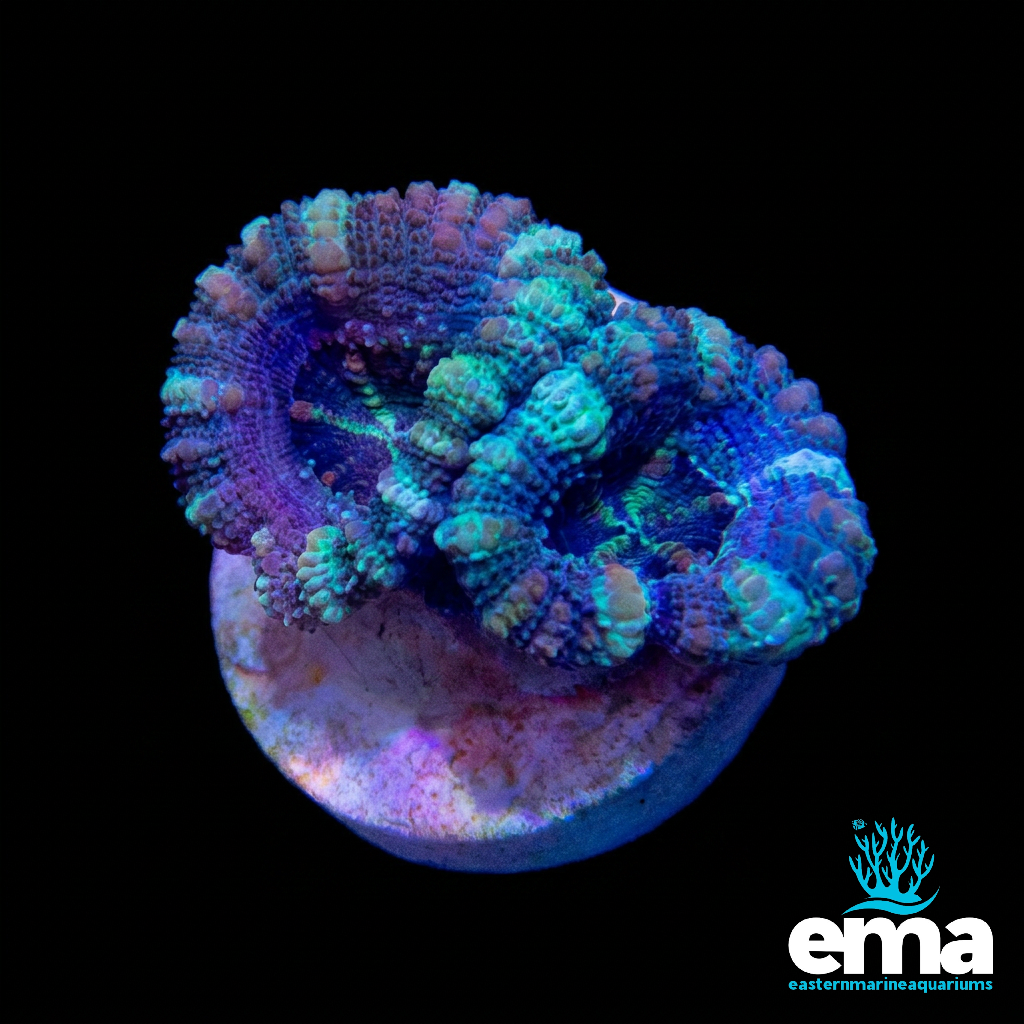 Teal & Blue Acan Lord
