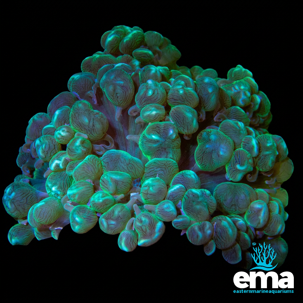 Green Bubble Coral