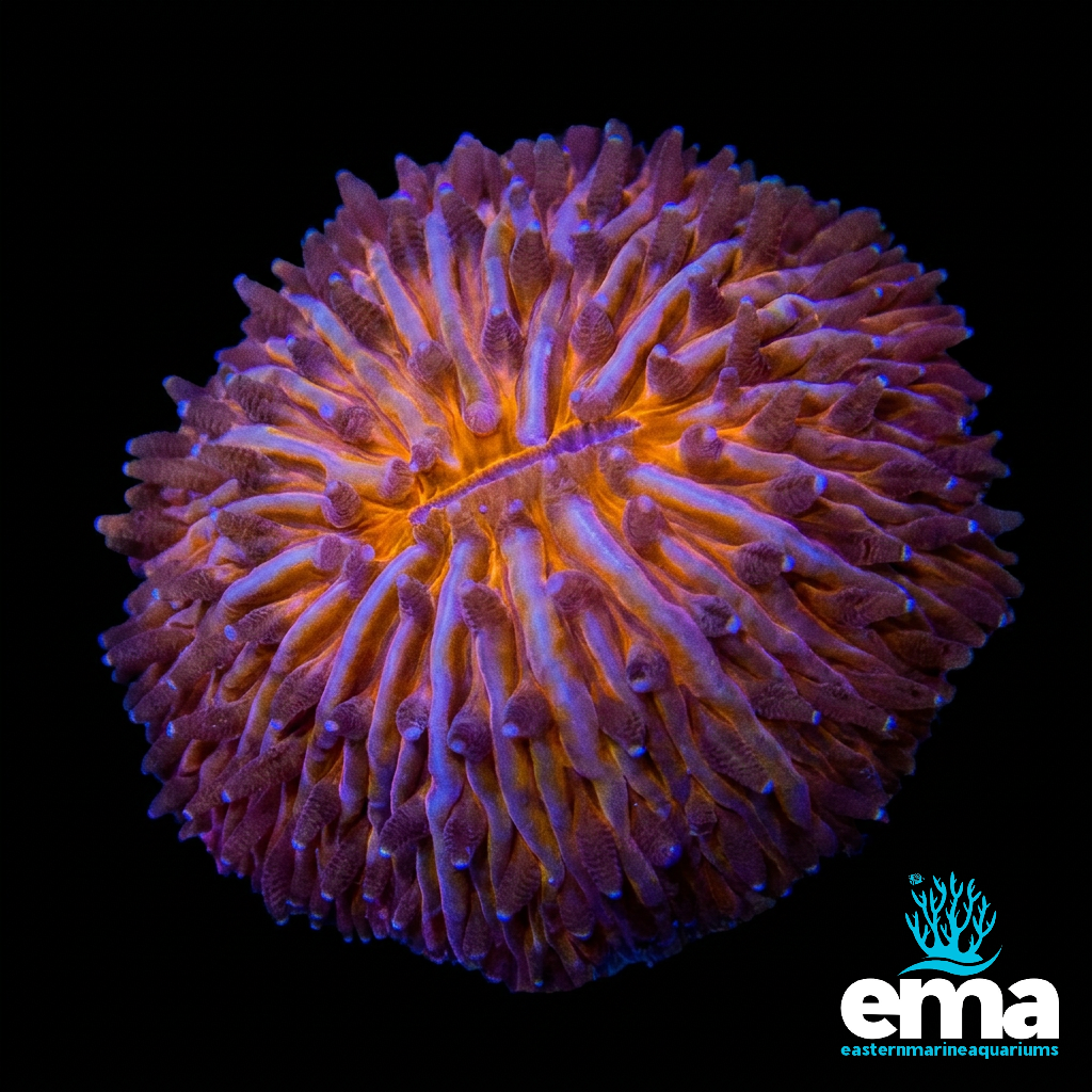 Orange Small Dome Fungia