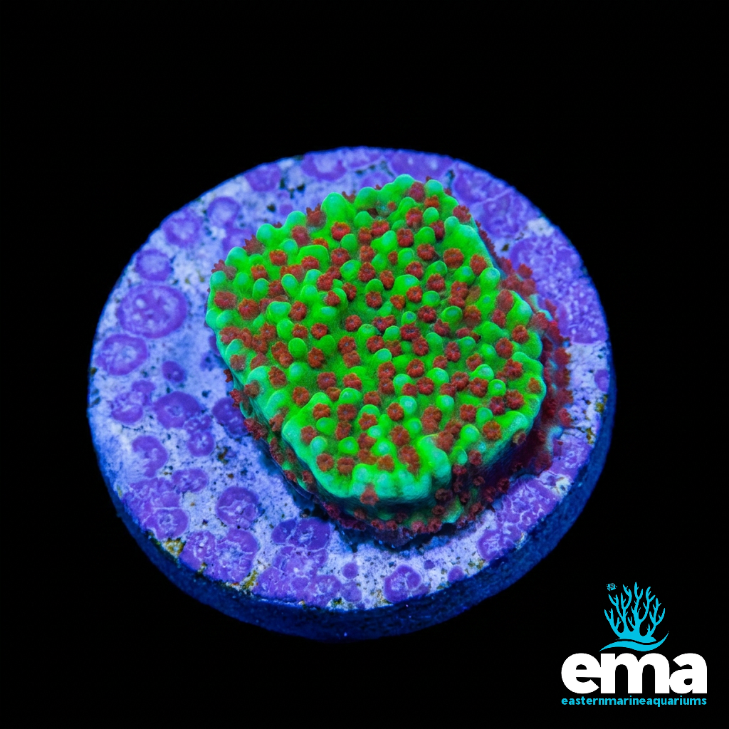 Chili Pepper Montipora