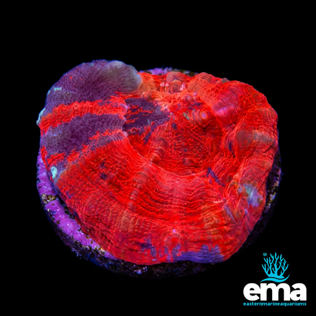 Red Inferno Australian Scolymia Fragment | EasternMarine Aquariums