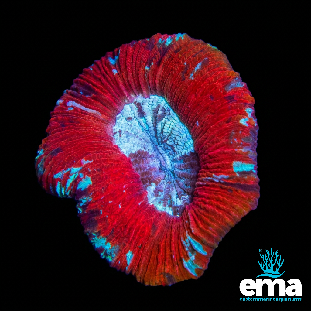 Red & Teal Trachyphyllia