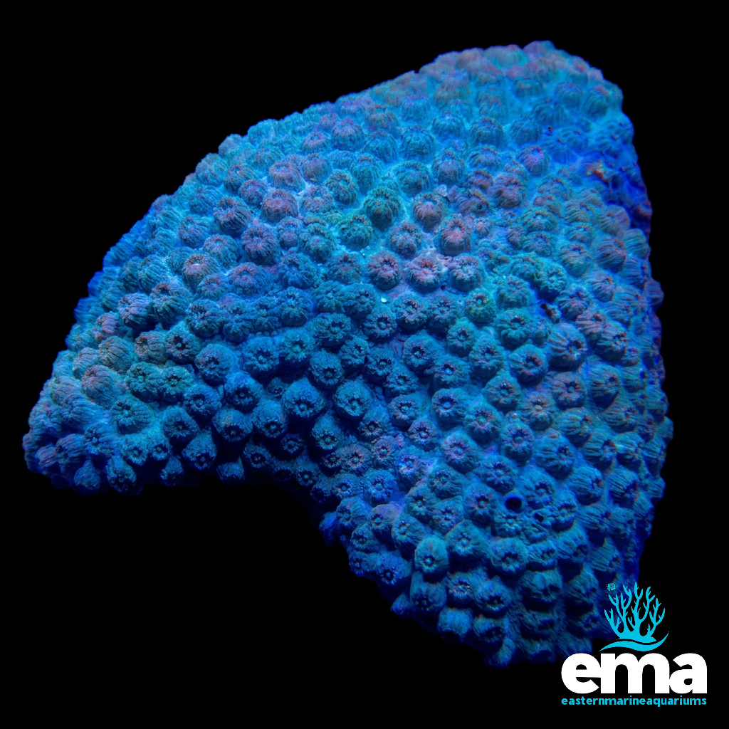 Blue Cyphastrea