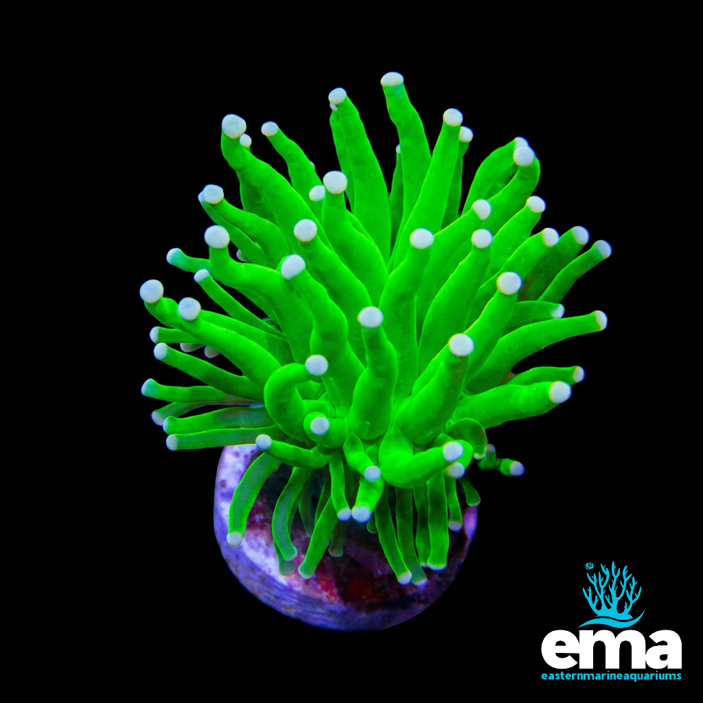 Small Holy Grail Torch Coral
