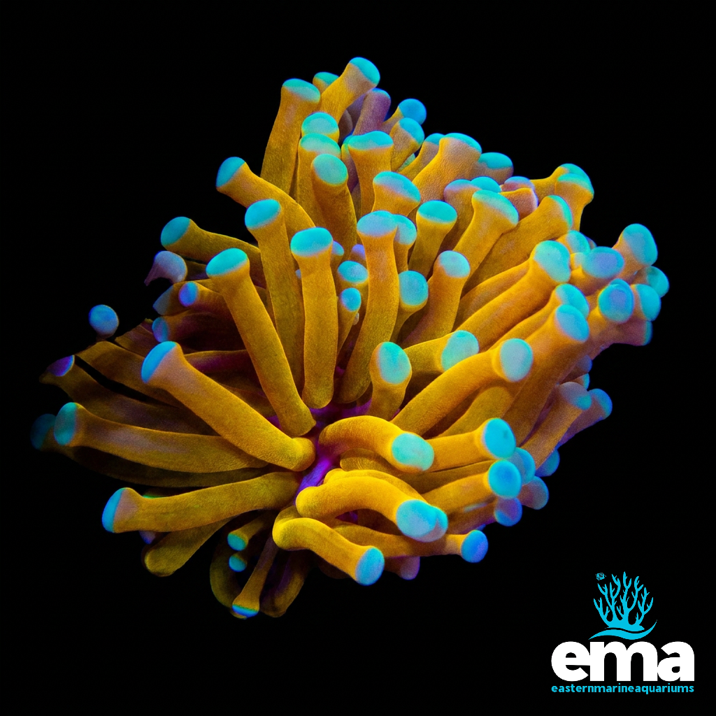 Brass Monkey Torch Coral