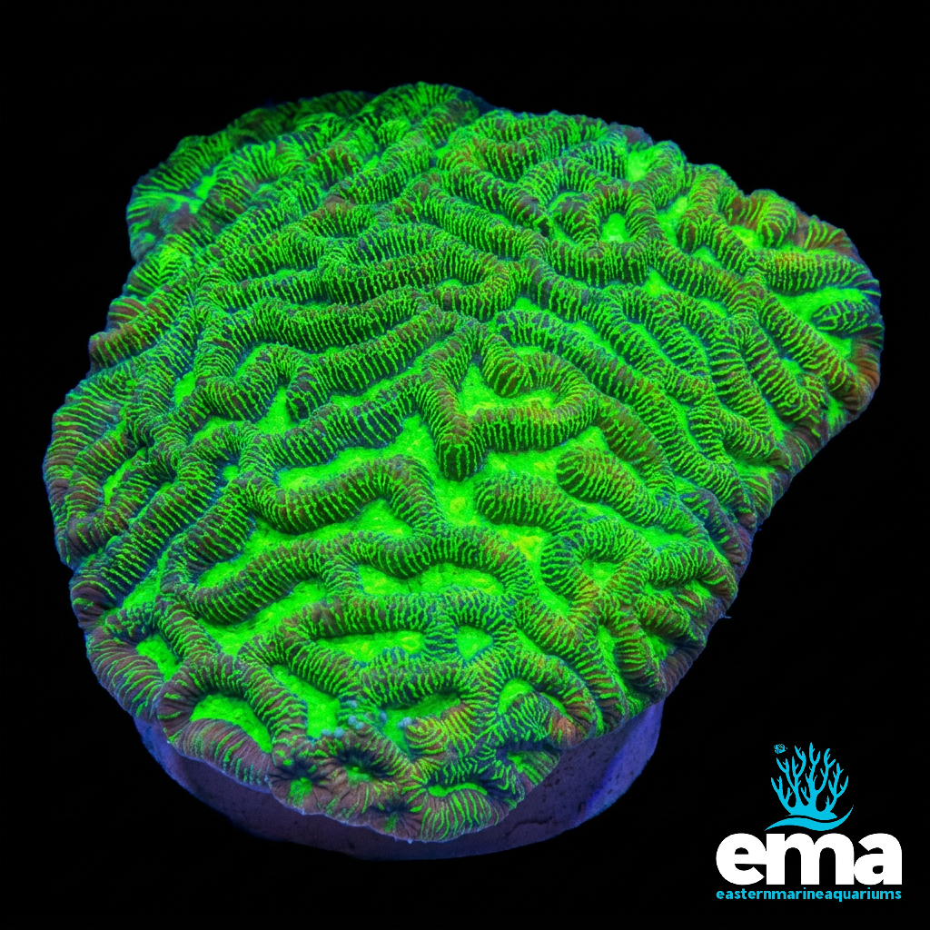 Toxic Green Platygyra Brain