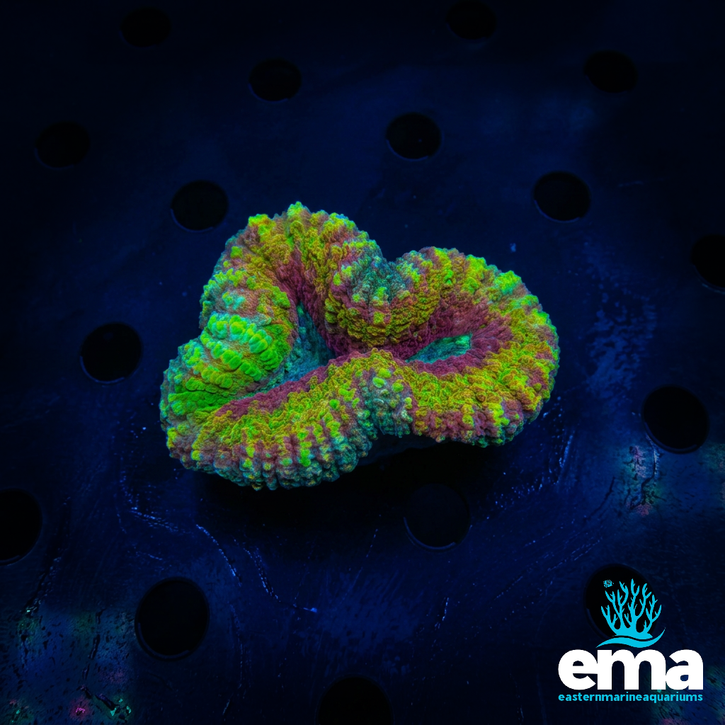 Rainbow Lobophyllia
