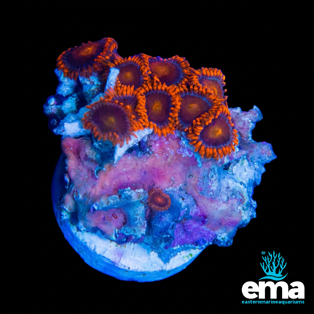 Zoanthid Fragment