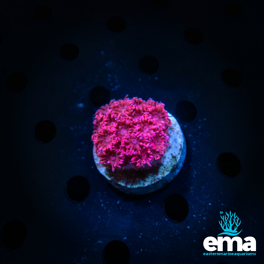 Toxic Pink Flowerpot Coral