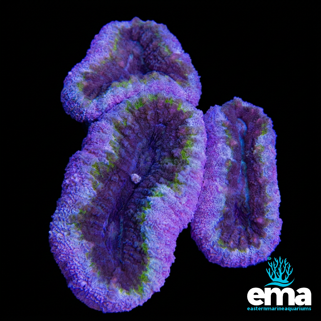 Purple and Pink Lobophyllia