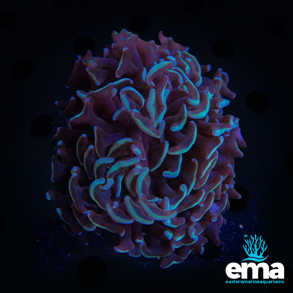 Hammer Coral