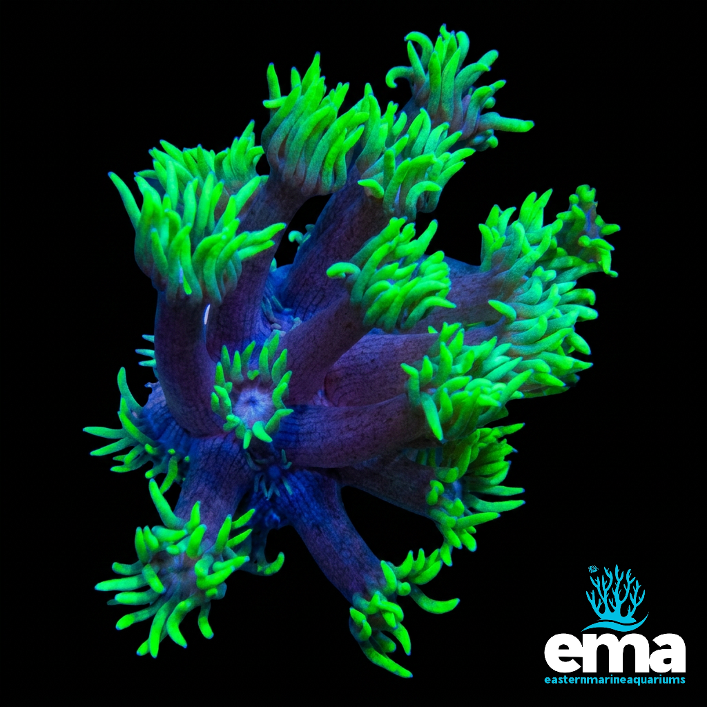 Long Tentacle Toxic Green Goniopora
