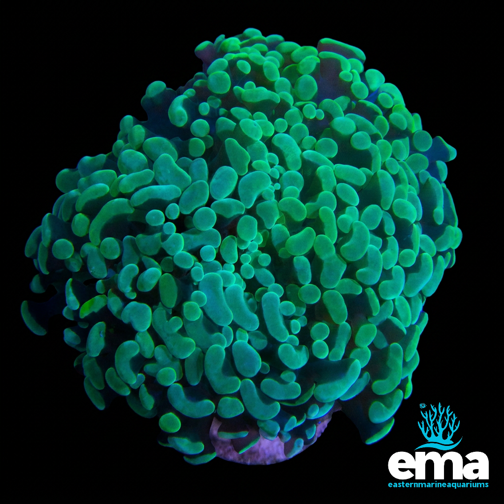 Mint Green Frammer Coral