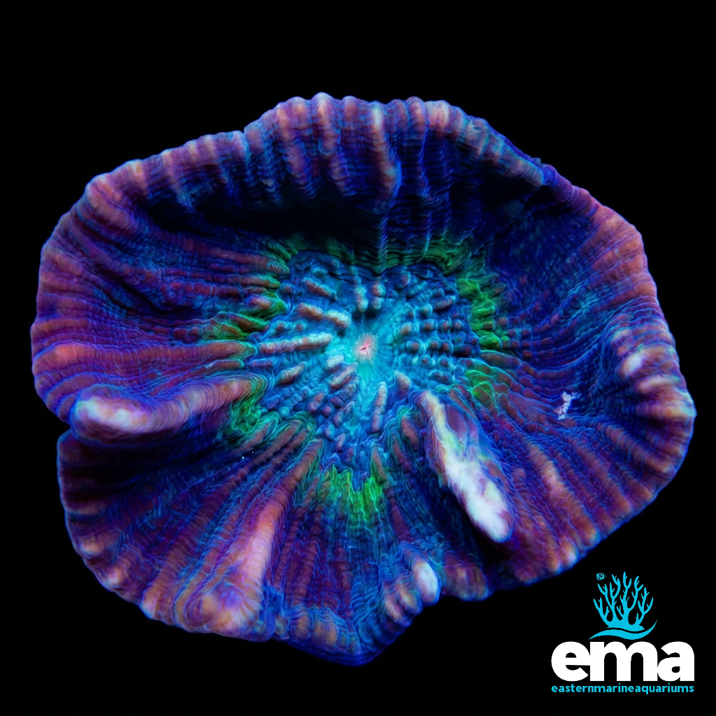 Pectinia Coral