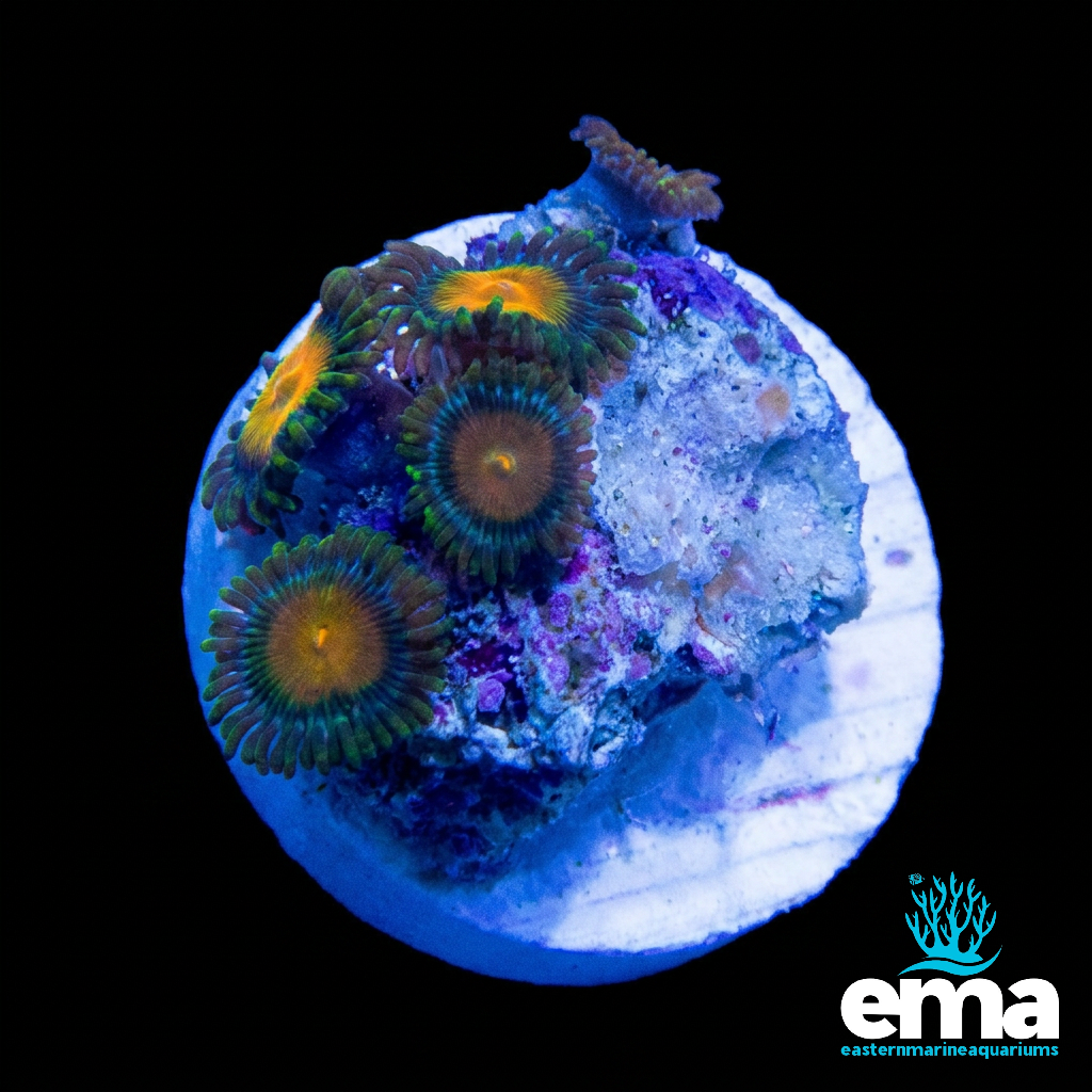 Zoanthid Fragment