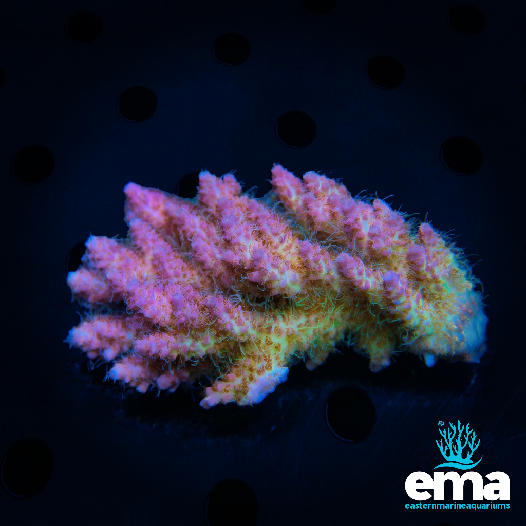 Midus Touch Acropora