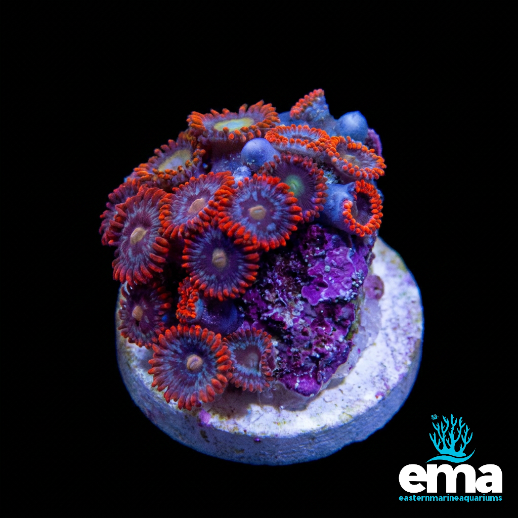 WYSIWYG Red Zoas
