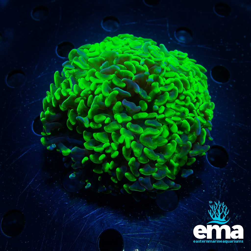 Toxic Green Hammer Coral