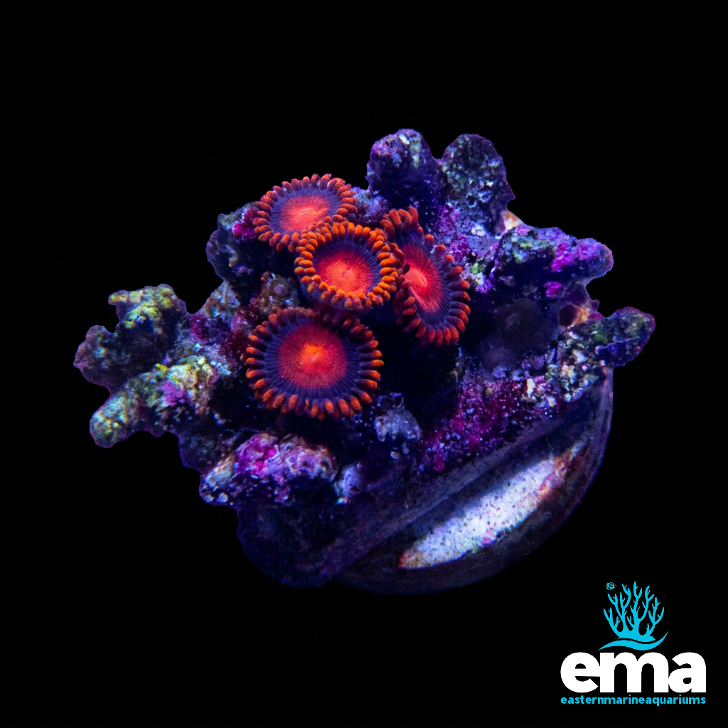 Red Zoanthid