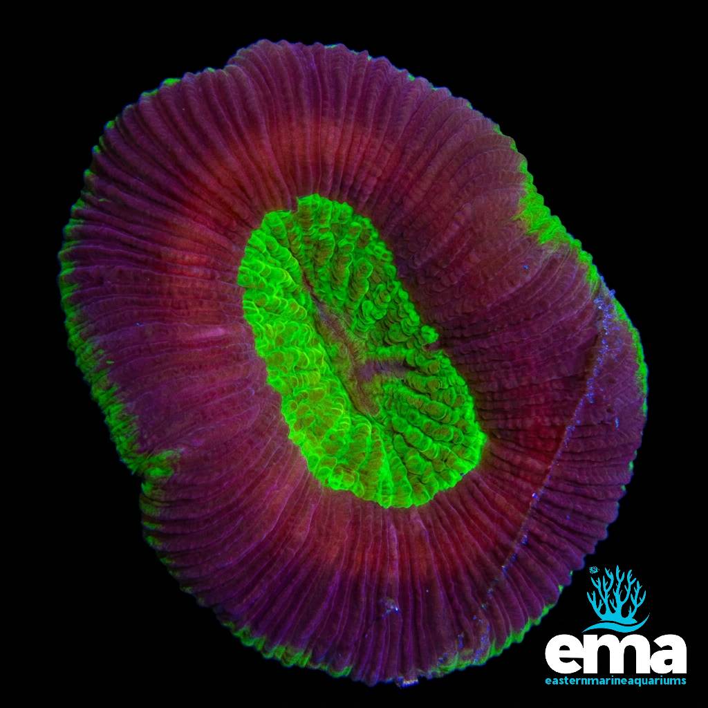 UFO Trachyphyllia