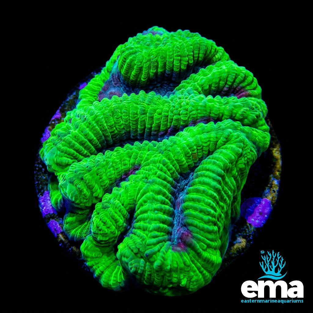 Toxic Green Maze Fragment