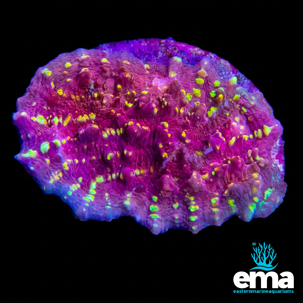 Purple Chalice Coral