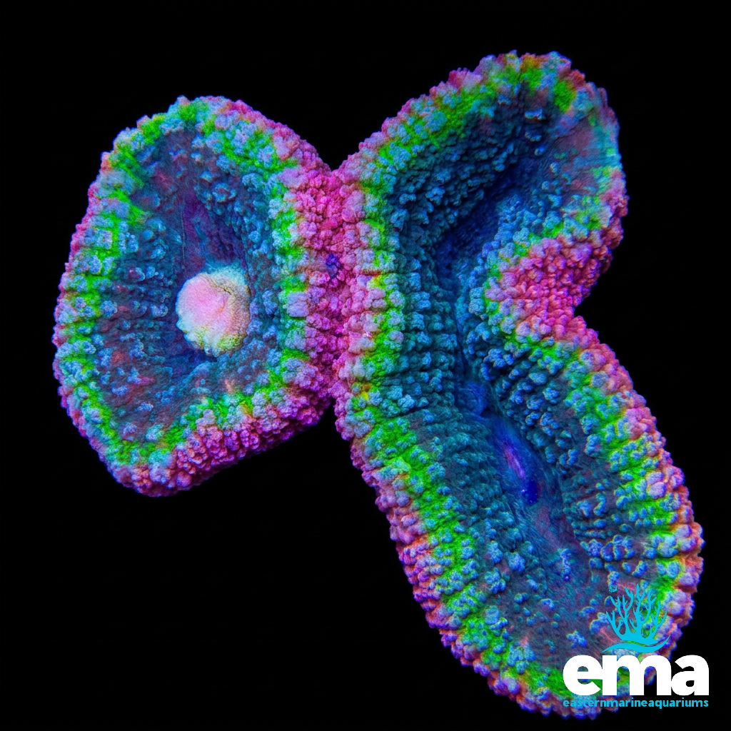 Lobophyllia Coral