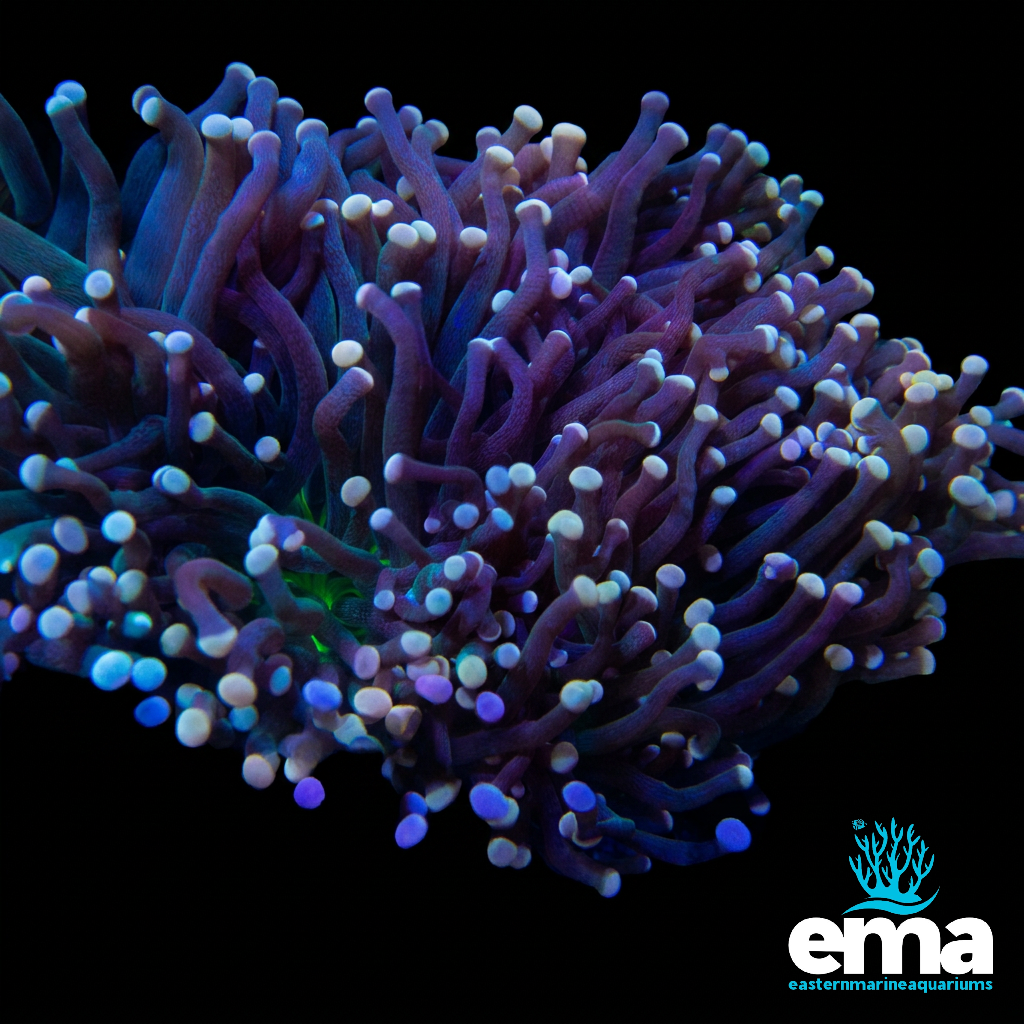 Purple & Green Center Torch Coral