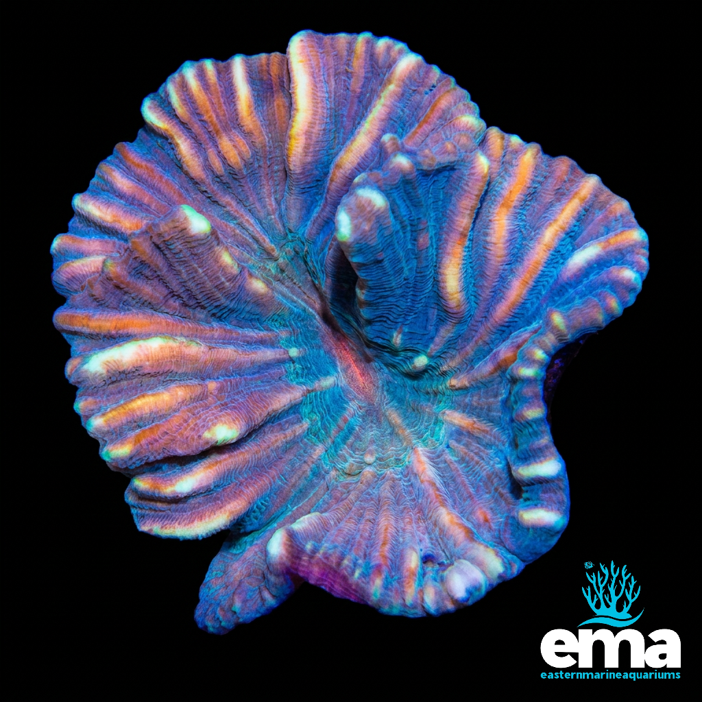 Red Eye Pectinia Coral