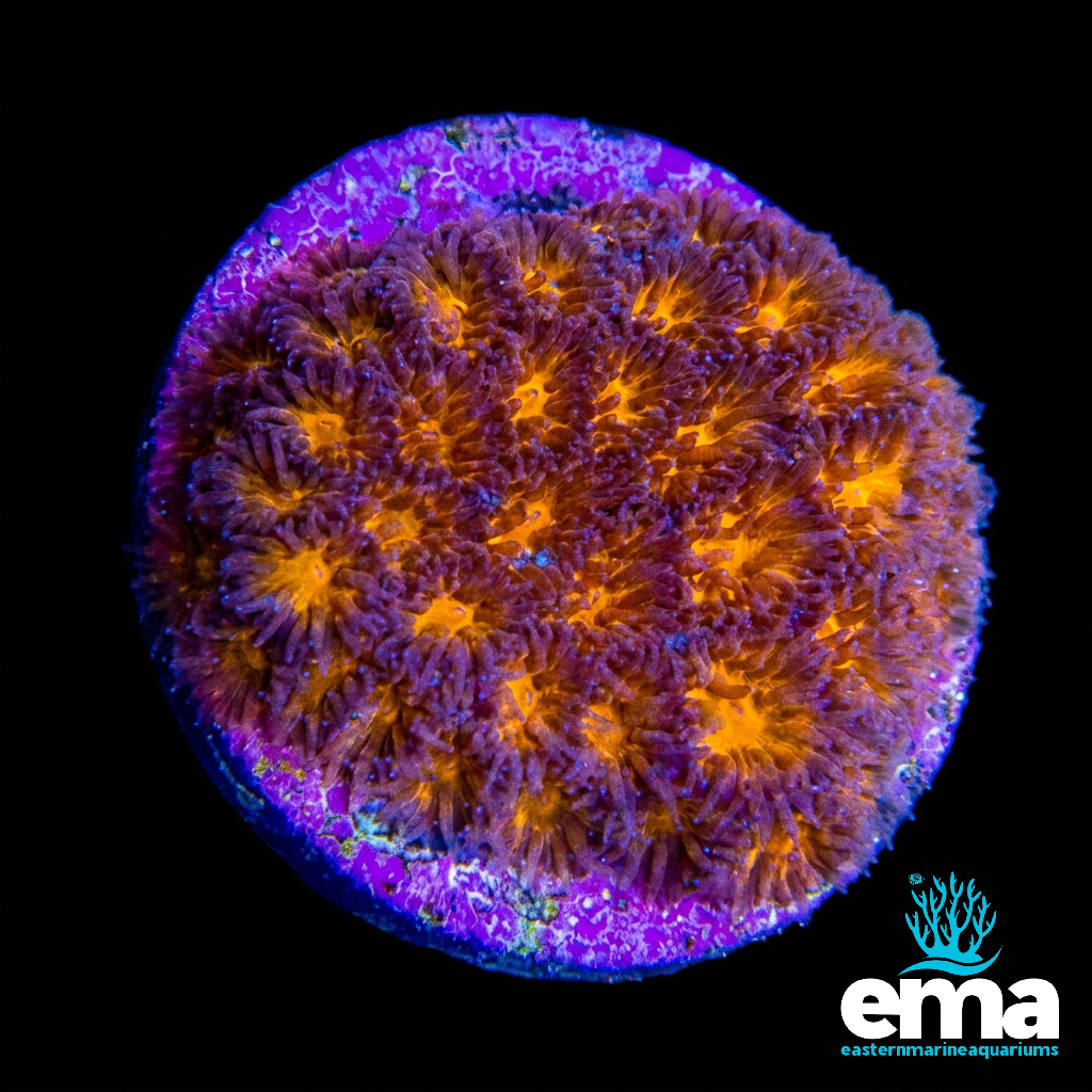 Orange Leptastrea