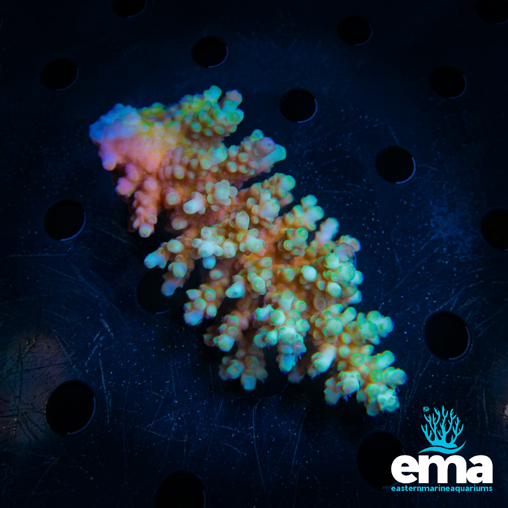 Green Acropora sp.